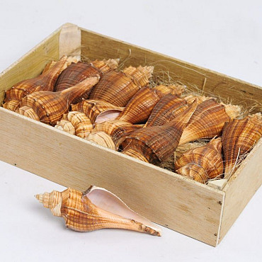 Shells Ternatanus 14pcs