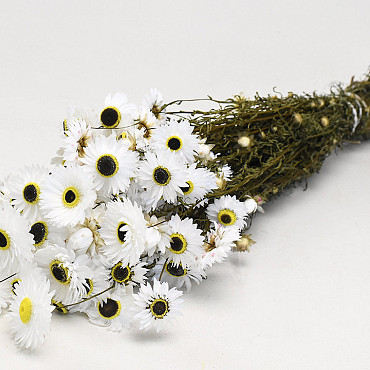 Acroclinium White 60cm
