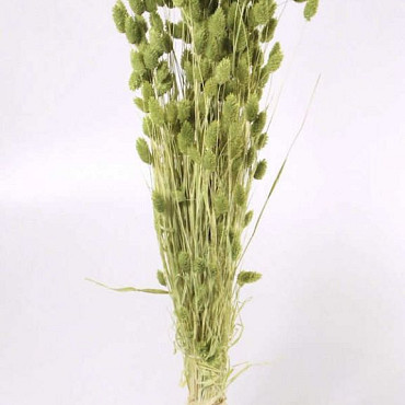 Phalaris Helder Groen 70cm OUD