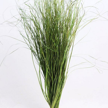 Berengras 70cm groen 225gr.