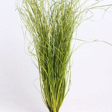 Herbe d'Ours70cm vert clair 225gr