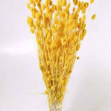 Phalaris Hellgelb 70cm