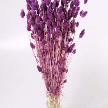 Bouquet Phalaris Violet Clair 70cm