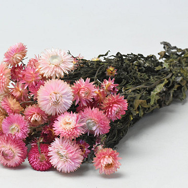 Helichrysum Rosa 45cm