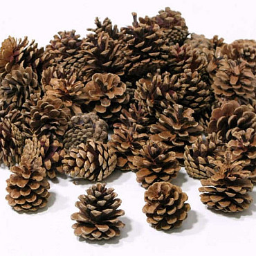 Dennenappel (Pinus Nigra) per kg.