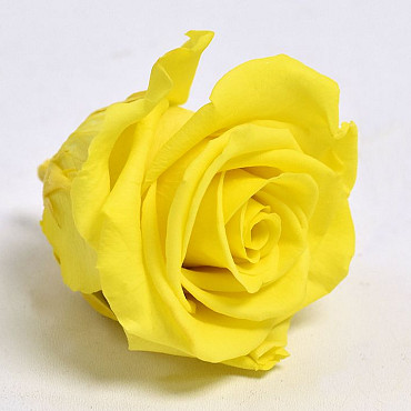 Rose Heads 5cm Bright Yellow