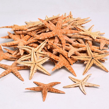 Shells Starfish 50pcs.