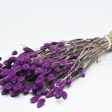 Phalaris Paars 70cm