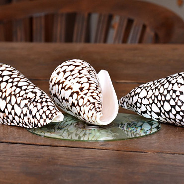 Olok Batik 9-10cm