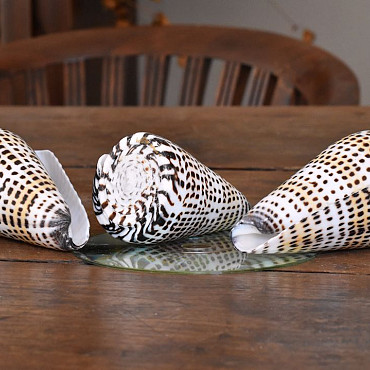 Shells Olok Bintik 9-10cm