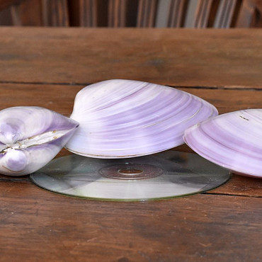 Shells Kering Ungu 8-11cm