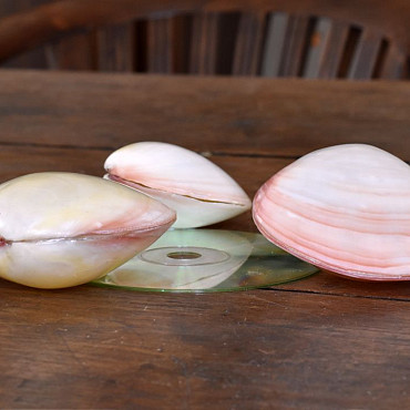 Shell Kering Pink 8-11cm