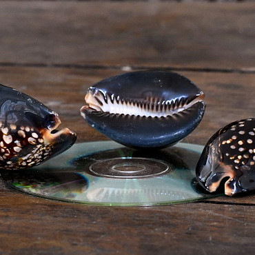 Shells Kowok Hitam 6-7cm