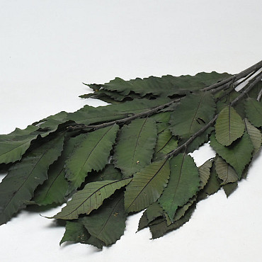 Kastanien 150gr. 60cm Grün