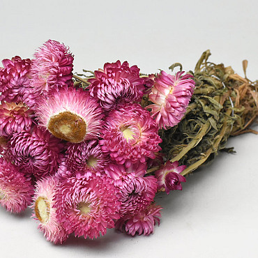 Helichrysum Roze 25cm