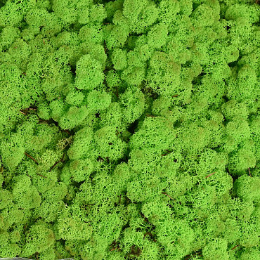 Lichen stabilisé Vert Clair par kg