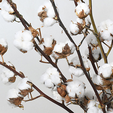 Cotton Balls on stem