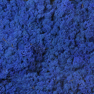 Lichen stabilisé Bleu Royal par kg