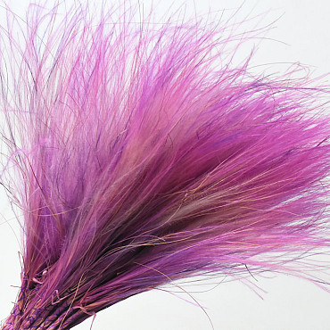 Stipa Penata 50cm, Violet, 50 touffes 