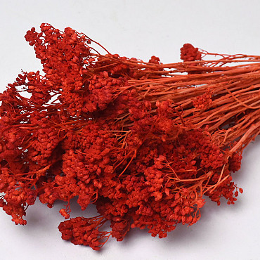 Achillea Rusty Red