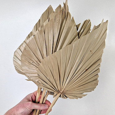 King Palm Spear 