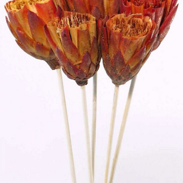 Protea repens red brush op 50cm steel