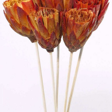 Protea repens red brush sur tige 50cm