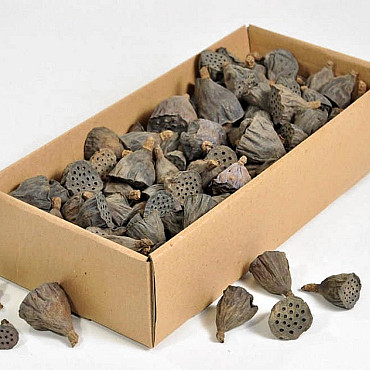 Lotus 2-5cm 250pcs