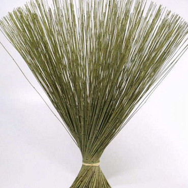 Bouquet Reed Cane Vert 75cm