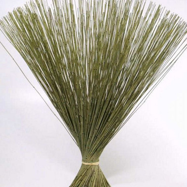 Reed Cane Grün 75cm