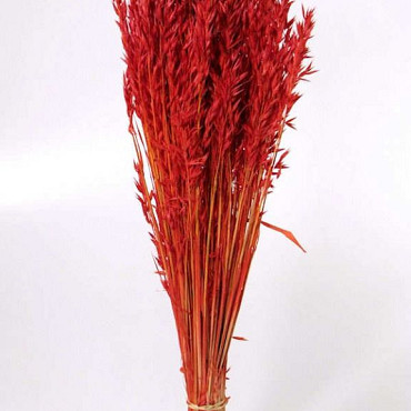 Hafer Hellrot 70cm