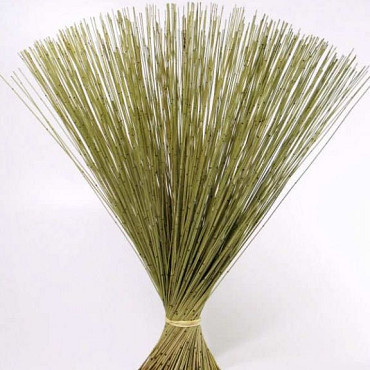 Reed Cane Lente Groen 75cm