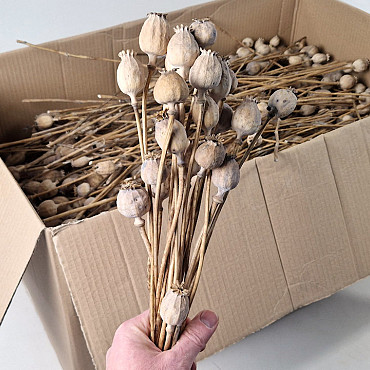 Papaver 15pcs dia 20-30mm
