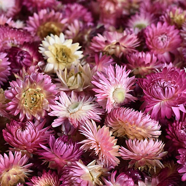 Helichrysum Heads Pink PKG