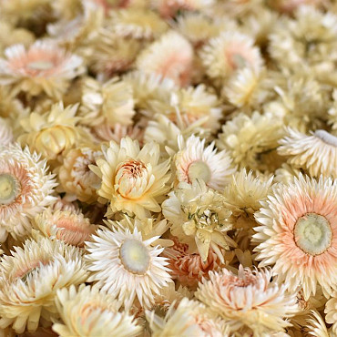Helichrysum weiss Köpfe PKG