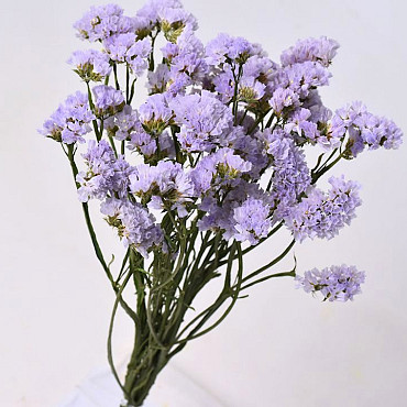 Statice Sinuata Violet Clair