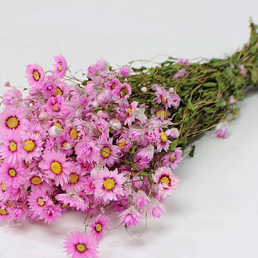Rhodante Pink 50cm