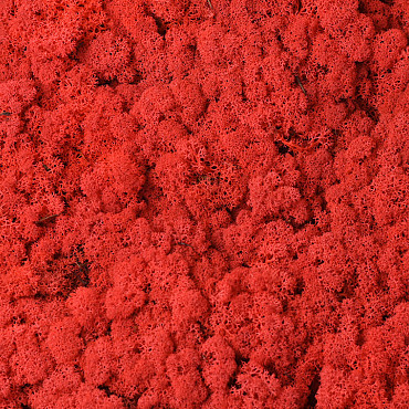 Lichen stabilisé Rouge par kg