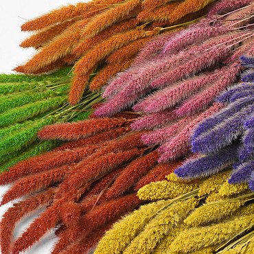 Setaria Assorti 6-pack 65cm