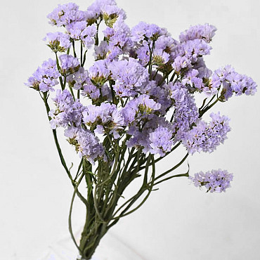 Statice Sinuata Licht Violet