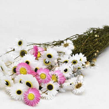 Acroclinium Wit Mix 50cm