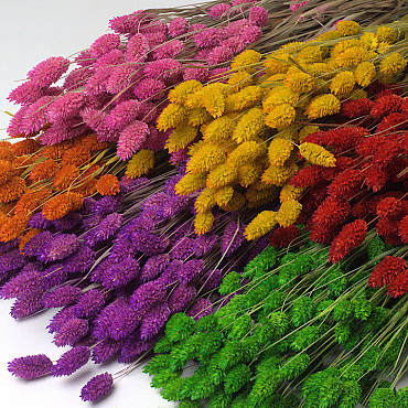 Phalaris Assorti 6-pack 70cm