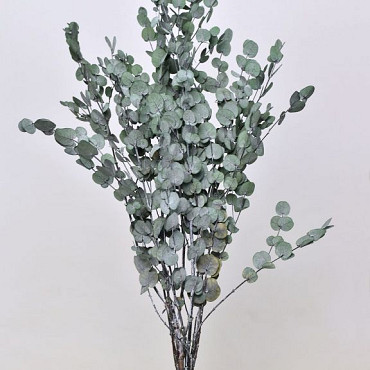 Eucalyptus Gunnii Grün 65cm