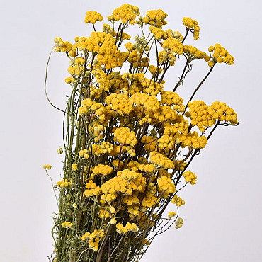 Bouquet Lonas 60cm