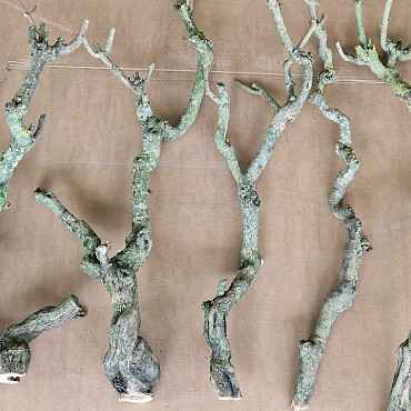 Bois de Lila 70-90cm Mince