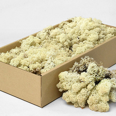 Lichen stabilisé Naturel 500gr.