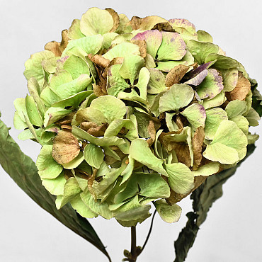 Getrocknete hortensien