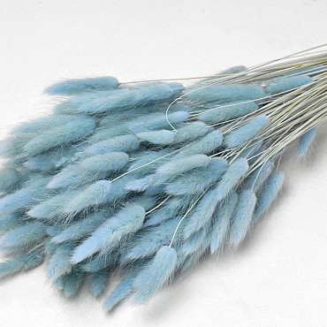 Lagurus Pastell Blau 65cm