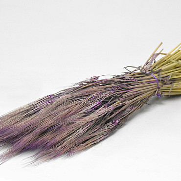 Gerste Violett 70cm
