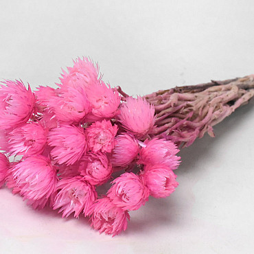 Helichrysum Vestitum Rose 